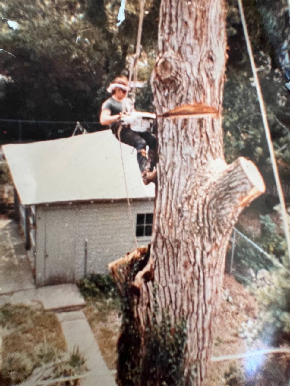 Vintage photo — Disch climber mid-cut on a tall tree, freehand rope-and-saw