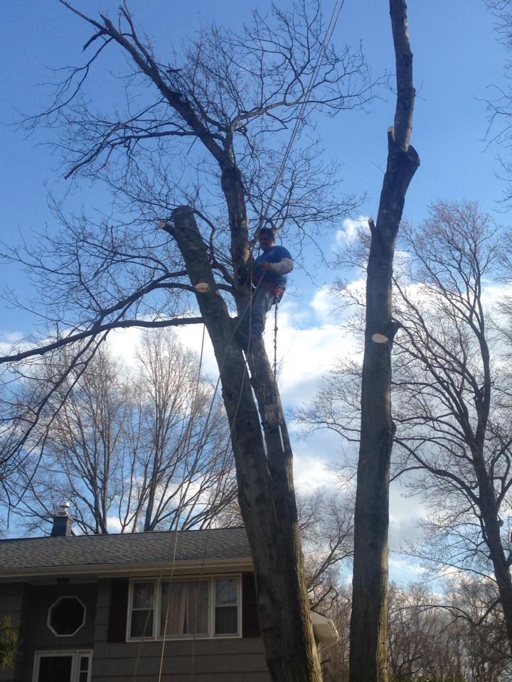 Disch climber roped up in a residential hardwood