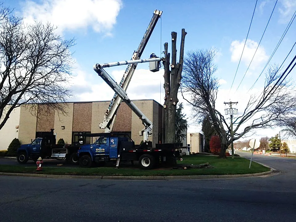 Disch bucket truck dismantling a large tree at a commercial property in Central NJ
