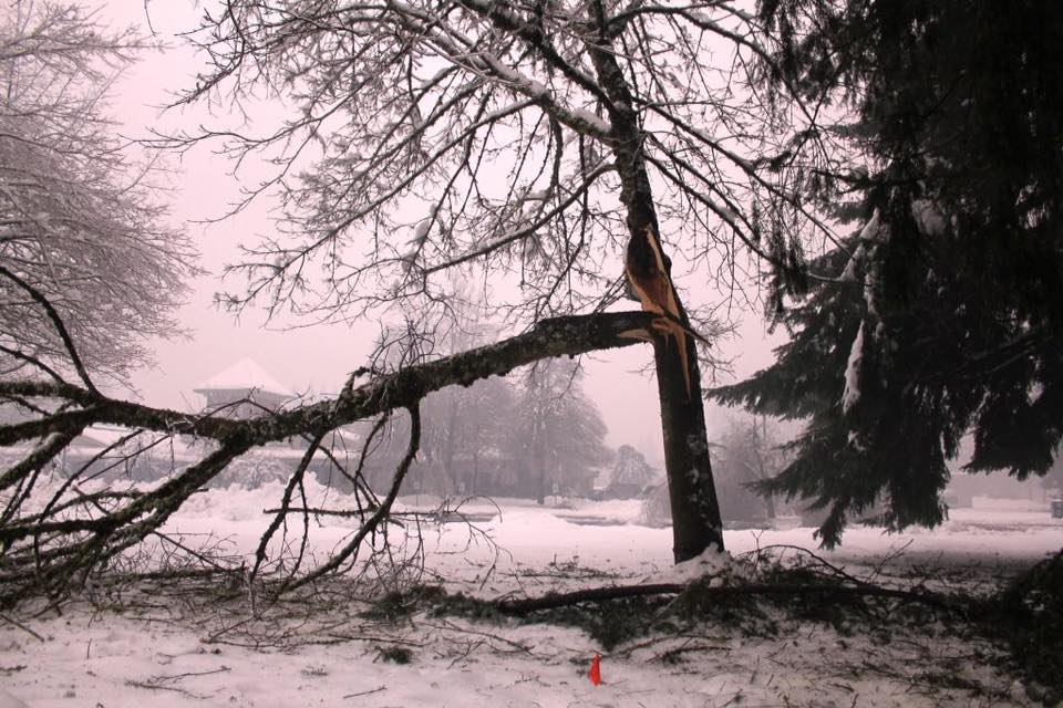 Snow-laden tree with major split union — classic structural failure